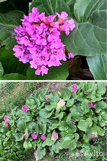 Многолетники для сада