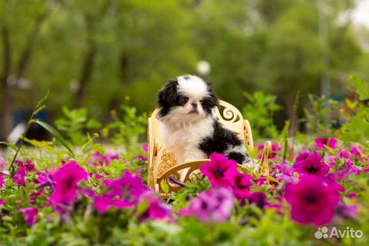 Японский хин