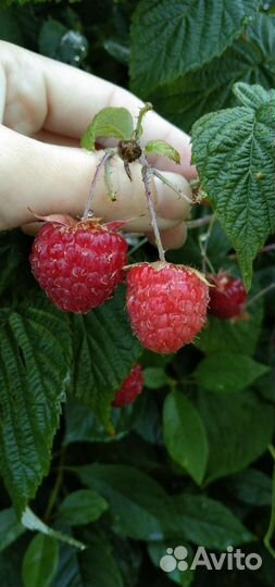 Саженцы смородина, малина, вишня, слива