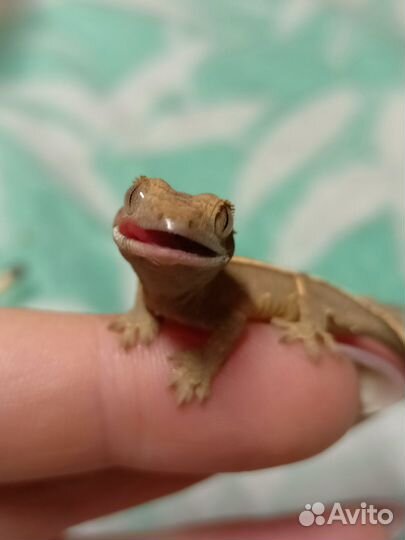 Реснитчатый бананоед