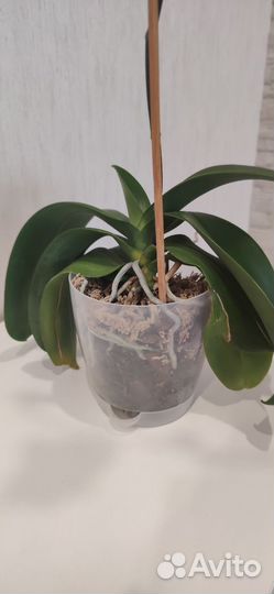 Орхидея фаленопсис