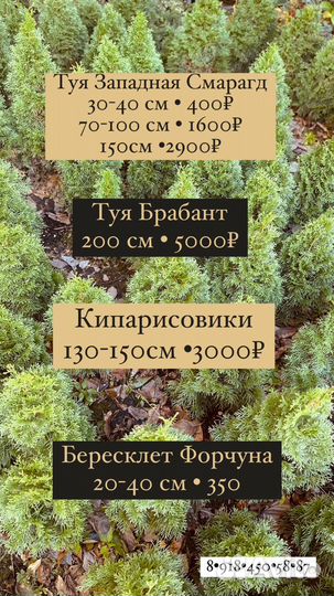 Уличные растения