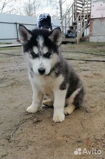 Щенки сибирской хаски