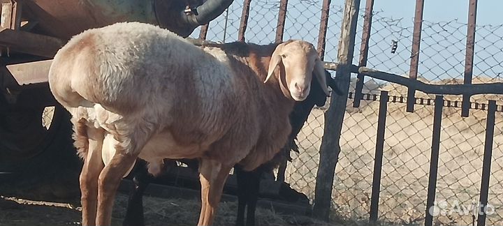 Баран на племя