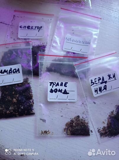 Семена табака