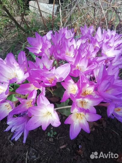 Луковицы безвременника