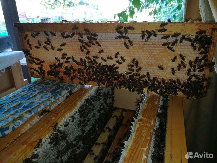 Муромский мёд, перга, прополис