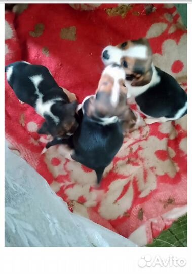 Эстонская гончая щенки