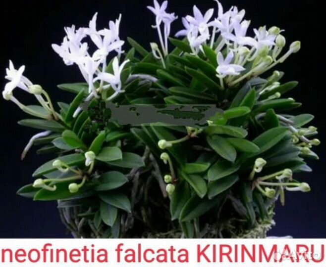 Орхидеи неофинетии