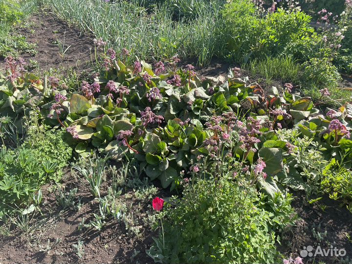 Рассада цветы и овощей