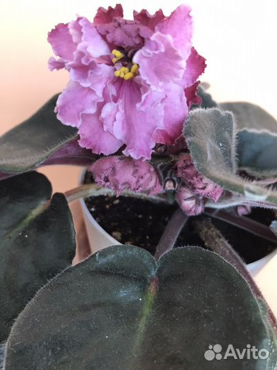 Фиалки сенполии