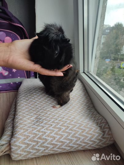 Морская свинка