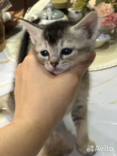 Малышка ищет семью