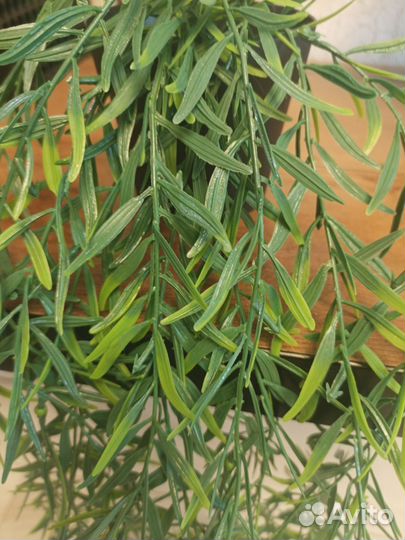 Искусственные растения в горшках