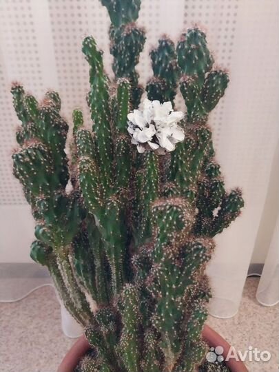 Кактус большой