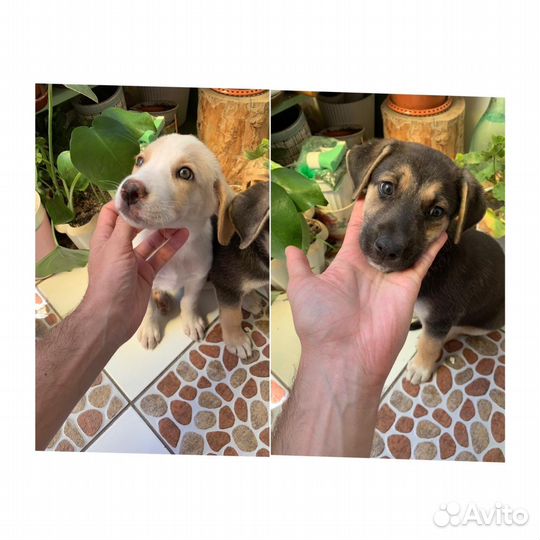 Щенки мальчики в добрые руки