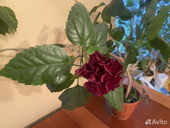 Китайская роза