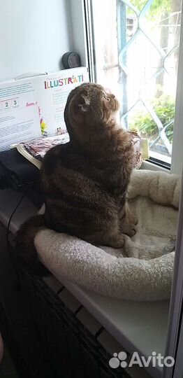 Шотландская кошечка ищет жениха