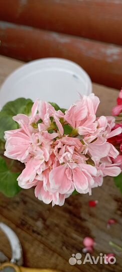 Герань Пеларгония