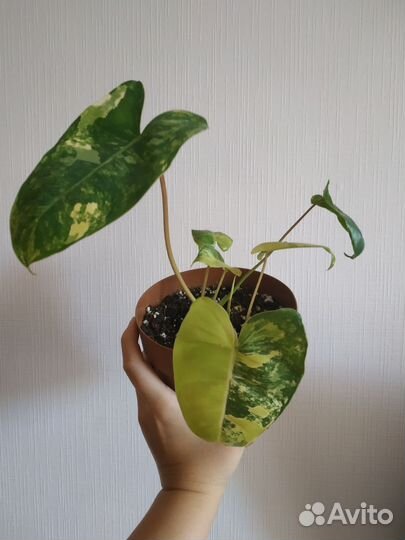 Филодендрон Бурле Макс вариегатный