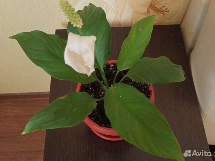 Спатифиллум (цветок женского счастья)