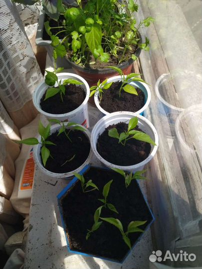 Перец китайский, острый