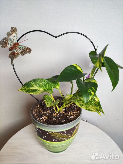 Эпипремнум ауреум