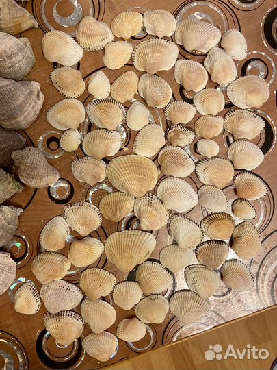 Ракушки морские для поделок и статуэтка сувенир