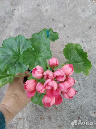 Пеларгония тюльпановидная