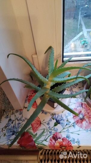 Алоэ столетник 5 7 лет