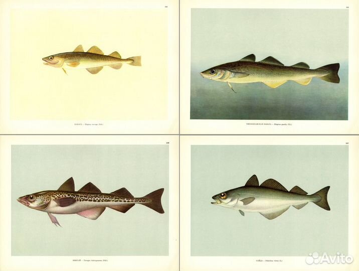 Литографии. Большие. Рыбы. Часть 3