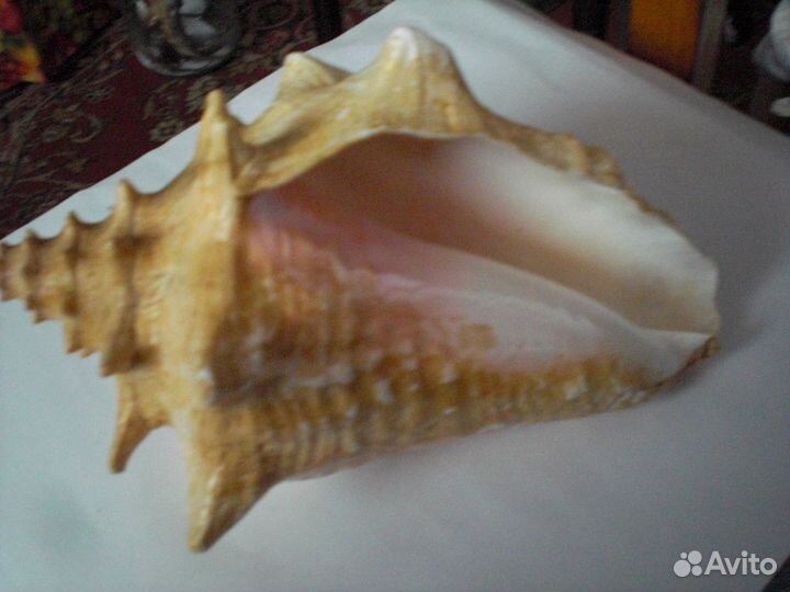 Морская раковина