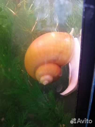 Улитки ампулярии