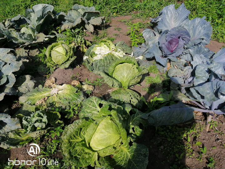 Дом 80 м² на участке 20 сот.