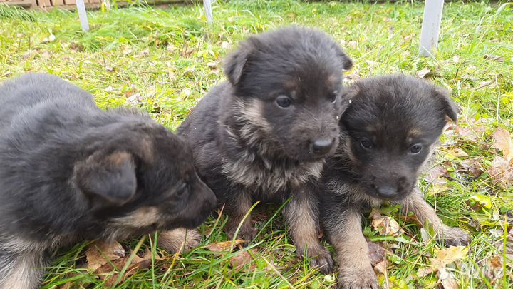 Щенки немецкой овчарки
