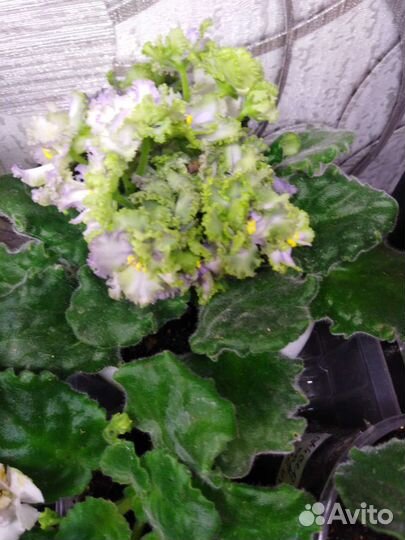 Фиалки детки