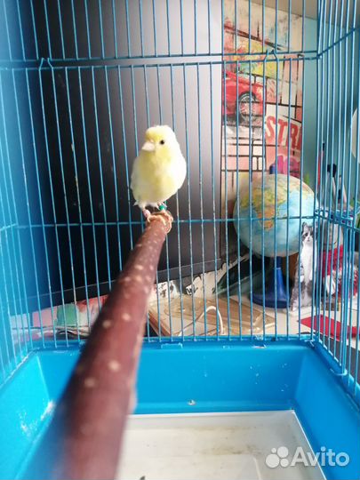 Канарейка, девочка