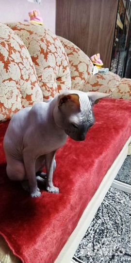 Донской сфинкс вязка