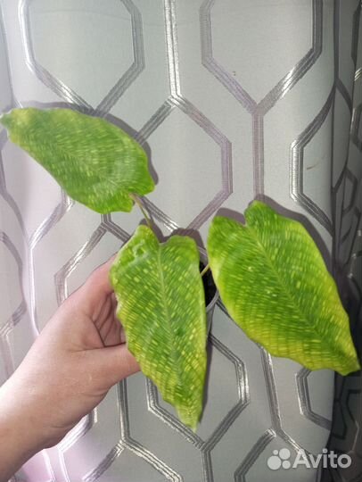 Комнатные цветы