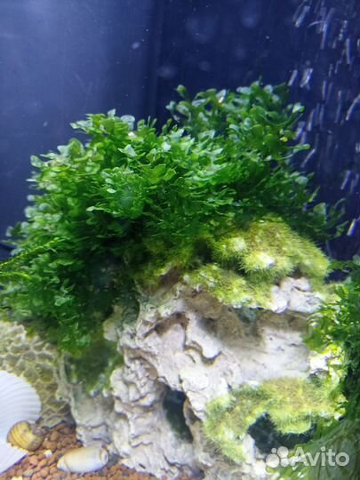 Аквариумные растения (прополка)