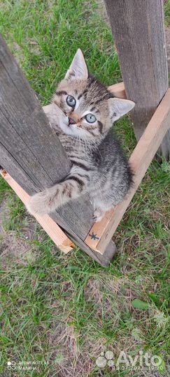 Котенок в дар бесплатно