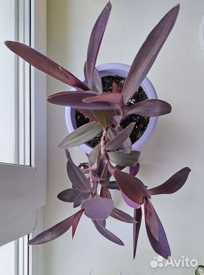 Сеткреазия пурпурная