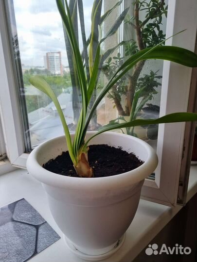 Кливия комнатные растение