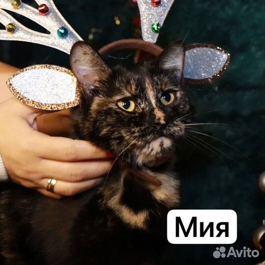 Кошка в добрые руки