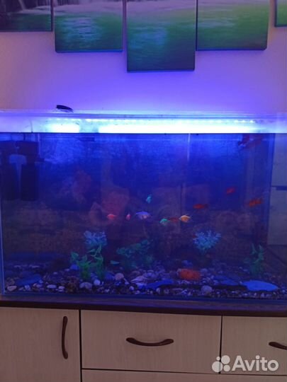 Аквариумные рыбки