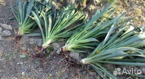 Юкка славная (лат. Yucca gloriosa) — многолетнее