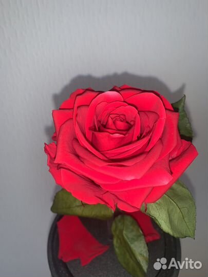 Вечная роза в колбе