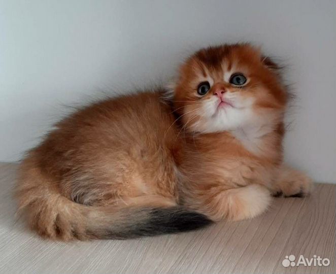 Шотландские золотые котята