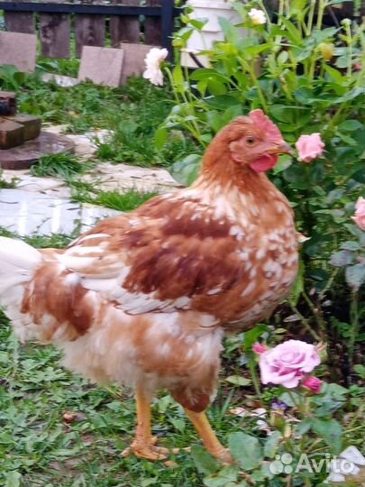 Молодые Петушки