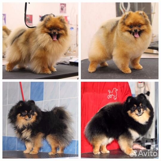 Стрижка собак, тримминг, УЗ. чистка зубов